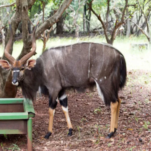 shala-mushe-tented-camp-portion-34-droogekloof-farm-9vdns