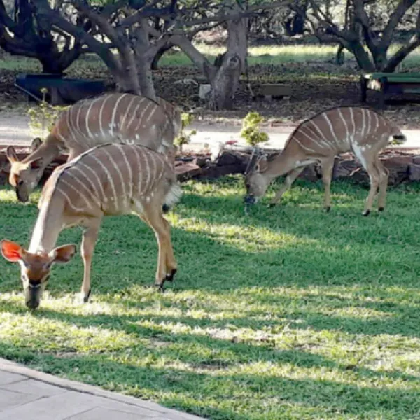 shala-mushe-tented-camp-portion-34-droogekloof-farm-hcadm