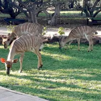 shala-mushe-tented-camp-portion-34-droogekloof-farm-hcadm