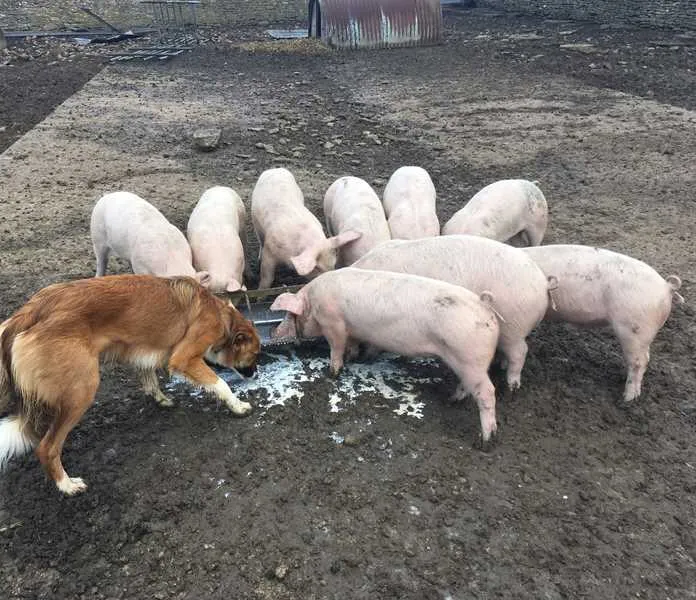 stowford-manor-farm-trowbridge-aarcy