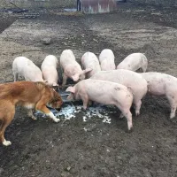 stowford-manor-farm-trowbridge-aarcy