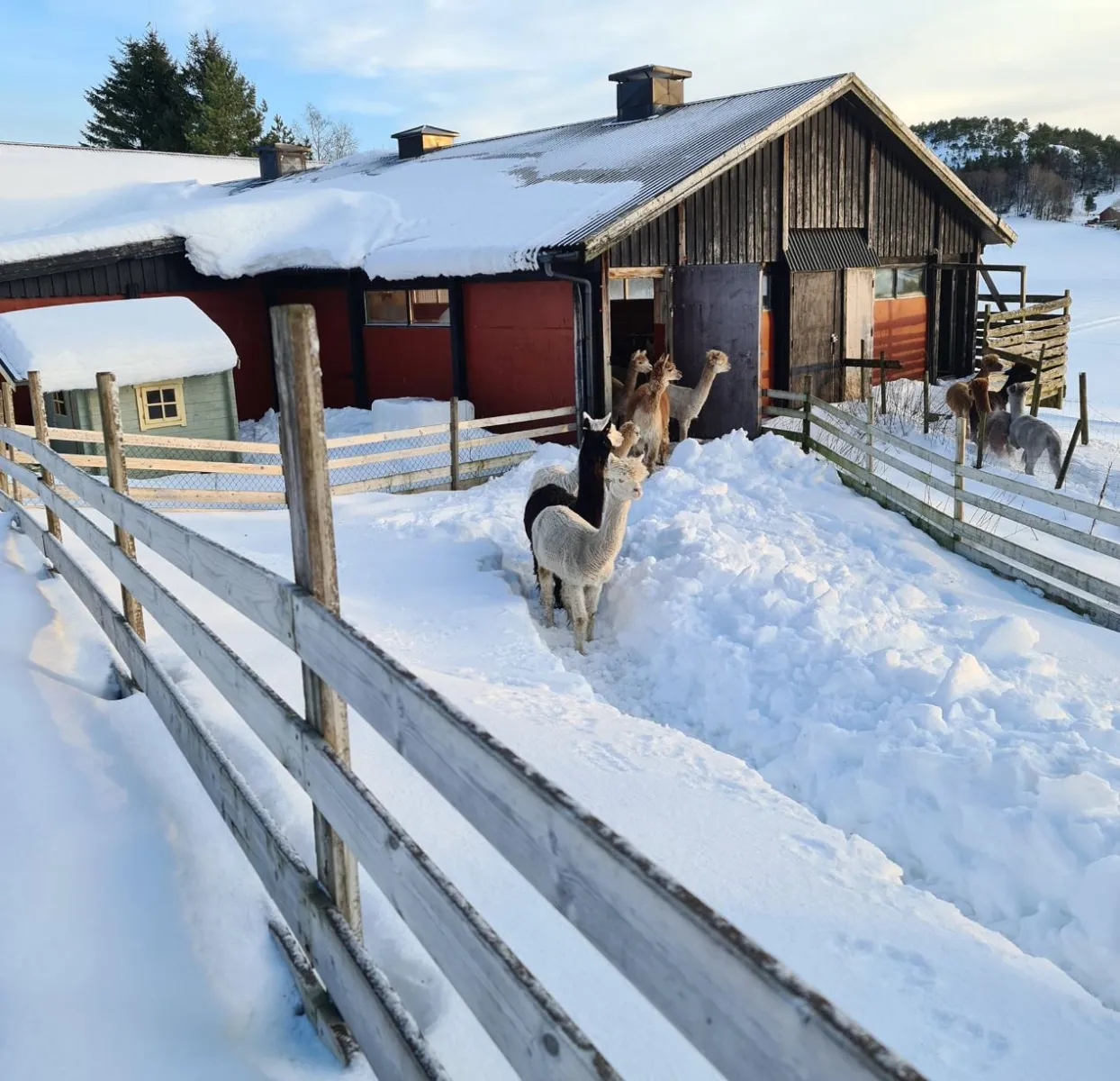 oddan-alpakka-kyrksaeterora-8i3tr