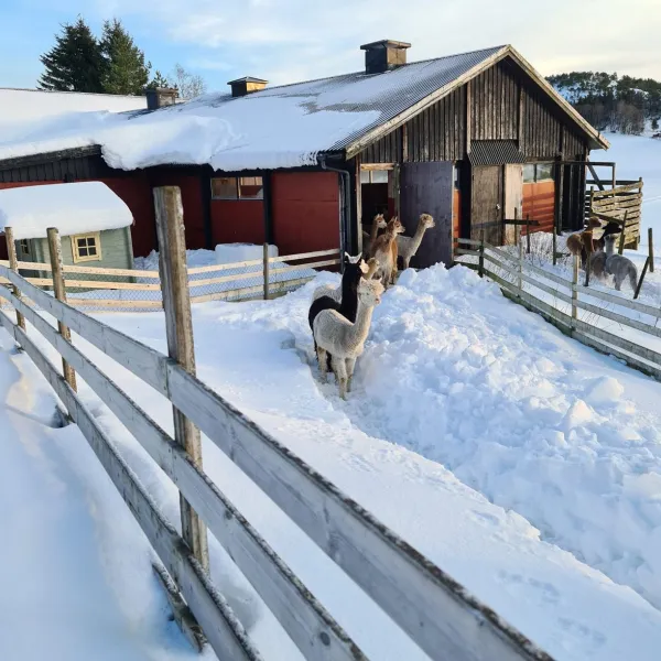 oddan-alpakka-kyrksaeterora-8i3tr
