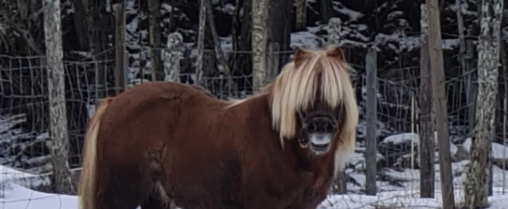 Oddan alpakka