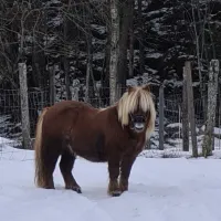 Oddan alpakka