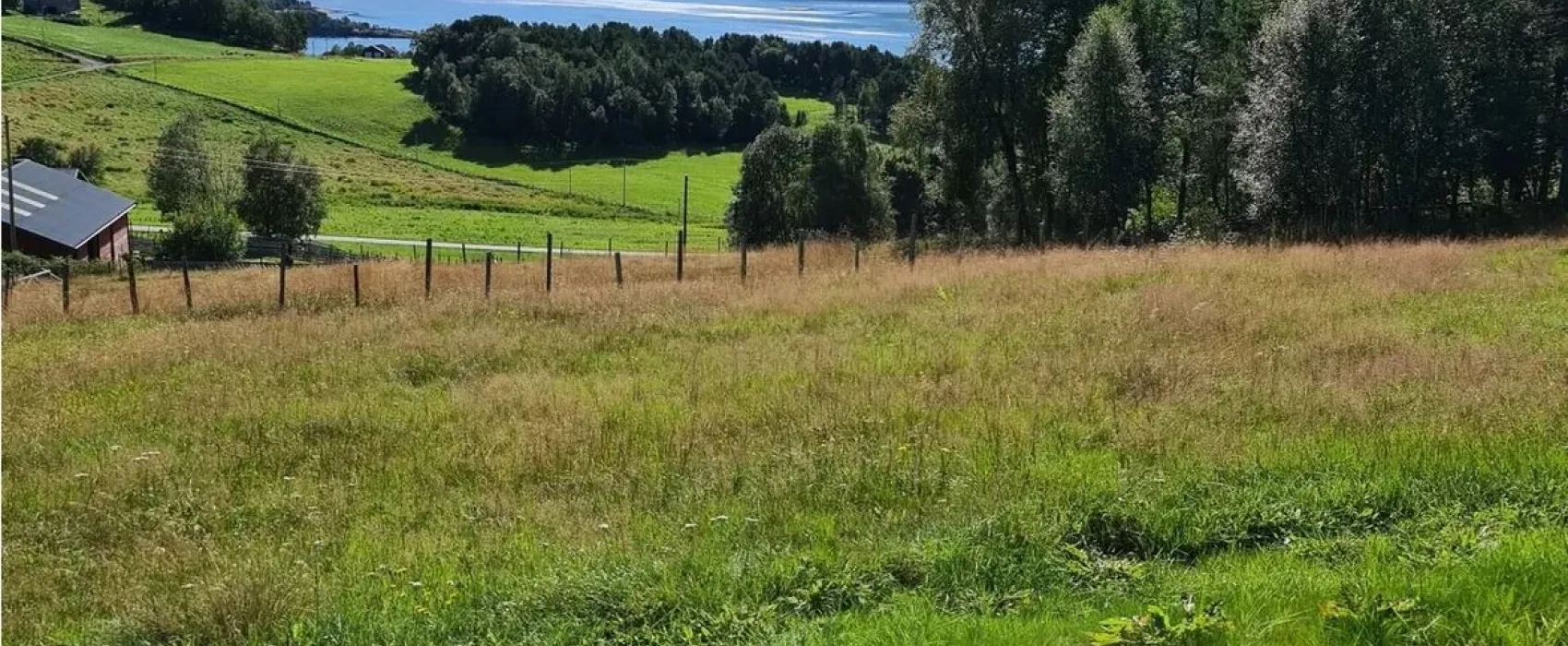 Oddan alpakka