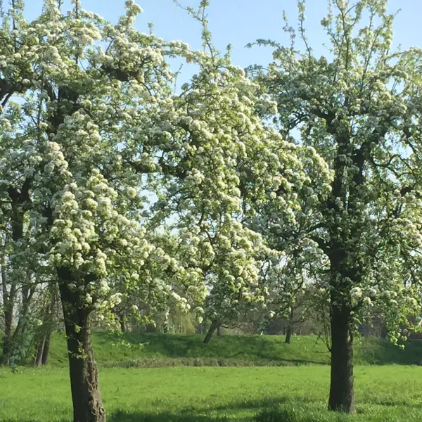 de-boogaard-oudewater-o2b2p