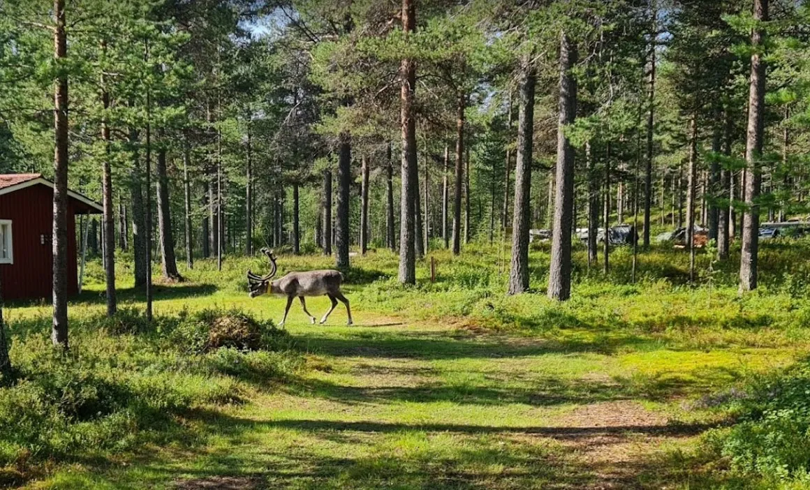 vajusuvanto-camping-petkula-bvjnd
