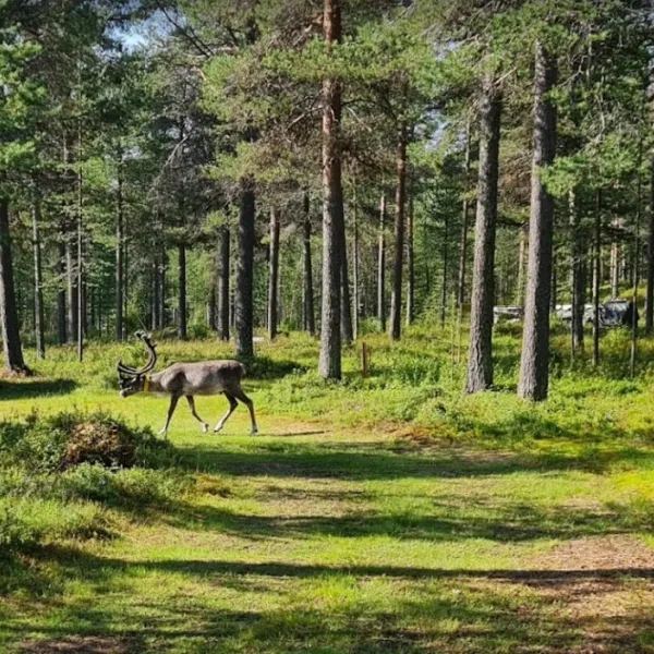 vajusuvanto-camping-petkula-bvjnd