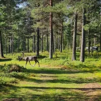 vajusuvanto-camping-petkula-bvjnd