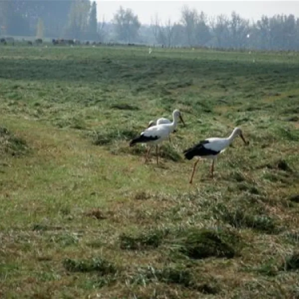 erholungszentrum-gravinsel-weselflren-lewwe