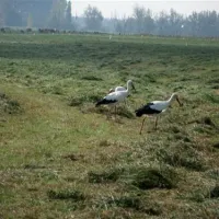erholungszentrum-gravinsel-weselflren-lewwe