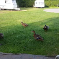 Mill Farm Caravan and Camping Park