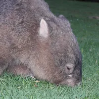 bendeela-recreation-area-campground-kangaroo-valley-dnapq