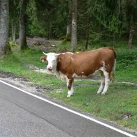 camping-simonhof-ramsau-5kcee