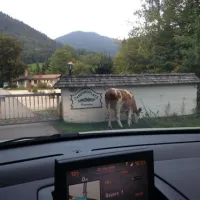 camping-simonhof-ramsau-oqujo