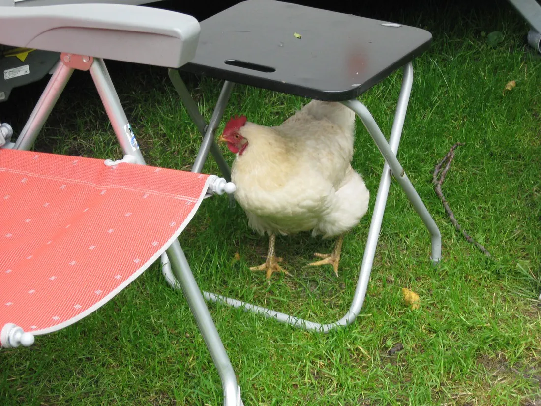 svr-camping-wel-wait-nieuwe-pekela-o2qdz