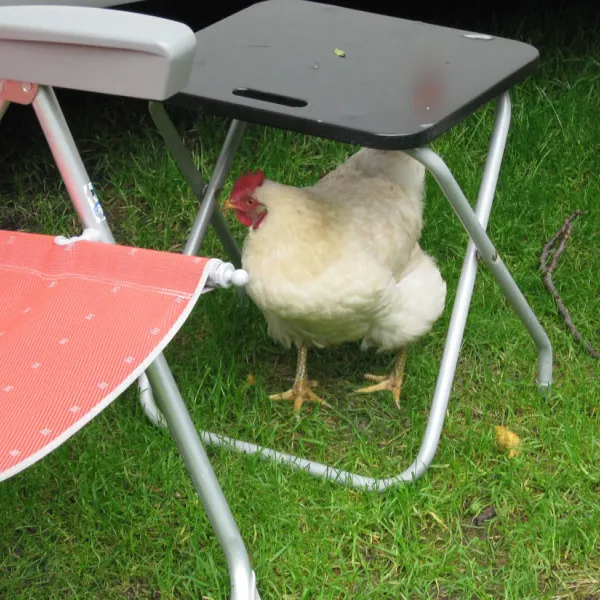 svr-camping-wel-wait-nieuwe-pekela-o2qdz