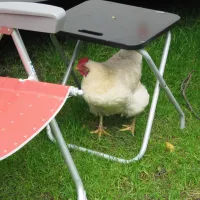 svr-camping-wel-wait-nieuwe-pekela-o2qdz