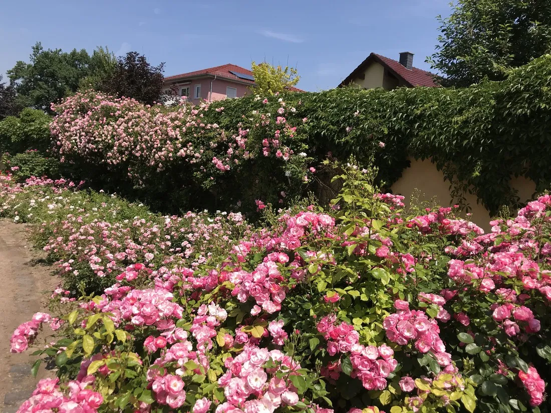 camping-paulfeld-catterfeld-gjryy