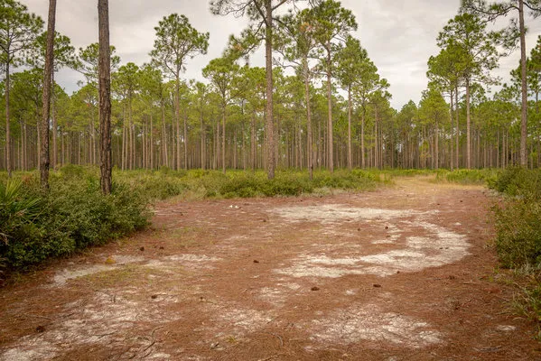 warren-bluff-campsite-48-carrabelle-y6bf2