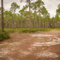 warren-bluff-campsite-48-carrabelle-y6bf2