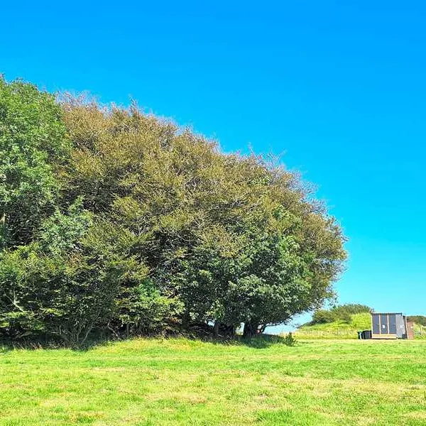 donkey-down-camping-at-culliford-tree-dorchester-ntc8a