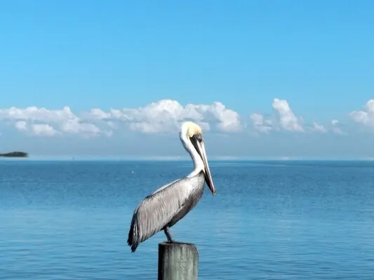anglers-rv-campground-cedar-key-6httr