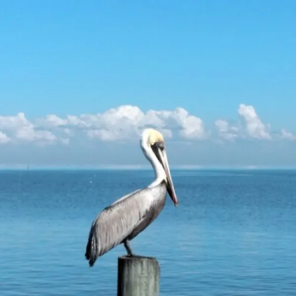 anglers-rv-campground-cedar-key-6httr