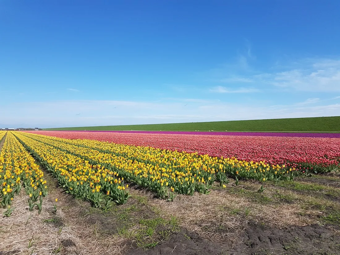 de-terp-texel-ujgj4