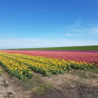 de-terp-texel-ujgj4