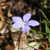 Dingo Dell Camping Reserve Campground