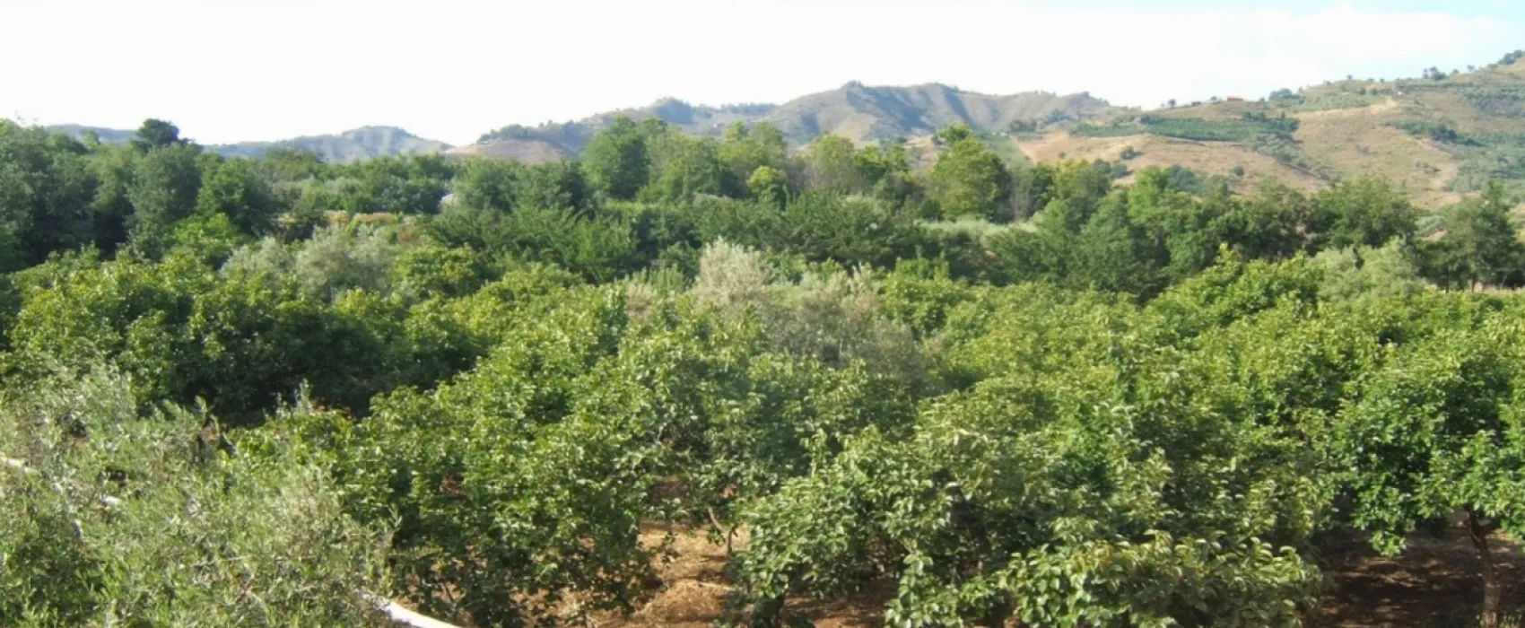 Agricampeggio Contrada Friera