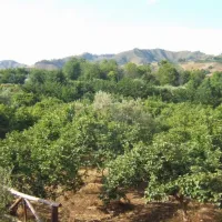 agricampeggio-contrada-friera-catania-behg3