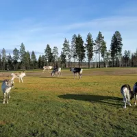 levilehto-apartments-sirkka1-ahc8t
