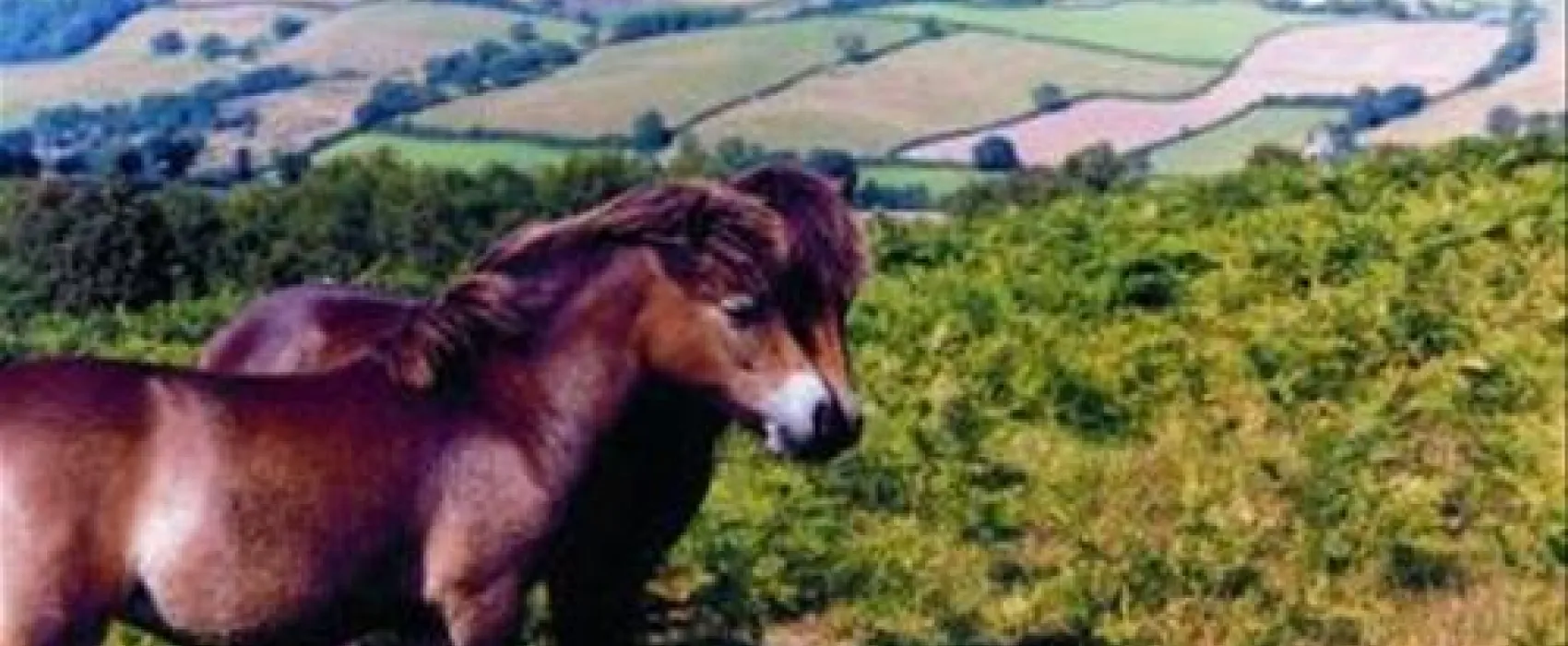 Quantock Camping
