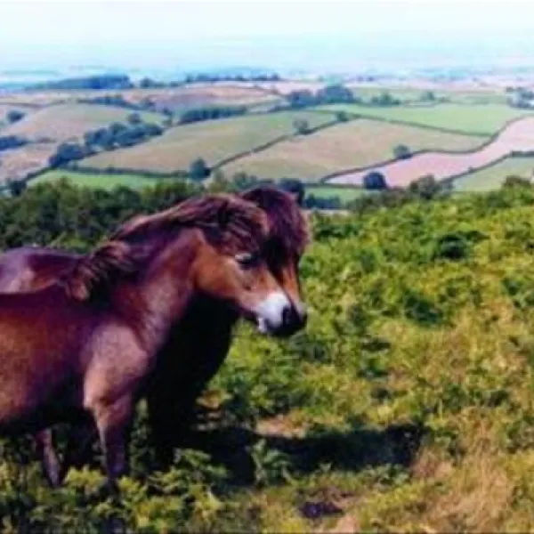 quantock-orchard-caravan-park-taunton-kdd9d
