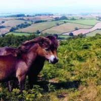 quantock-orchard-caravan-park-taunton-kdd9d