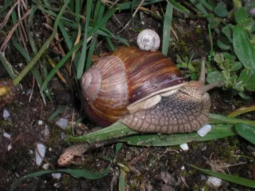 kennemer-duincamping-de-lakens-bloemendaal-aan-zee-ieybp