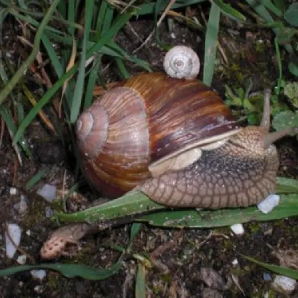 kennemer-duincamping-de-lakens-bloemendaal-aan-zee-ieybp