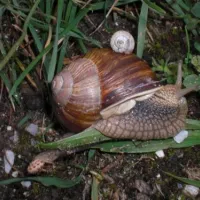 kennemer-duincamping-de-lakens-bloemendaal-aan-zee-ieybp