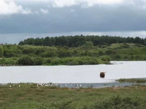 kennemer-duincamping-de-lakens-bloemendaal-aan-zee-n9jp3