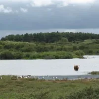 kennemer-duincamping-de-lakens-bloemendaal-aan-zee-n9jp3