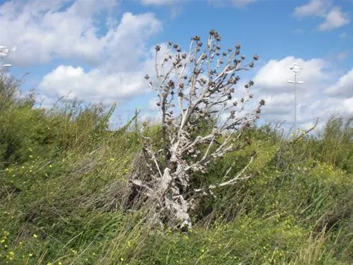 kennemer-duincamping-de-lakens-bloemendaal-aan-zee-p2vrn