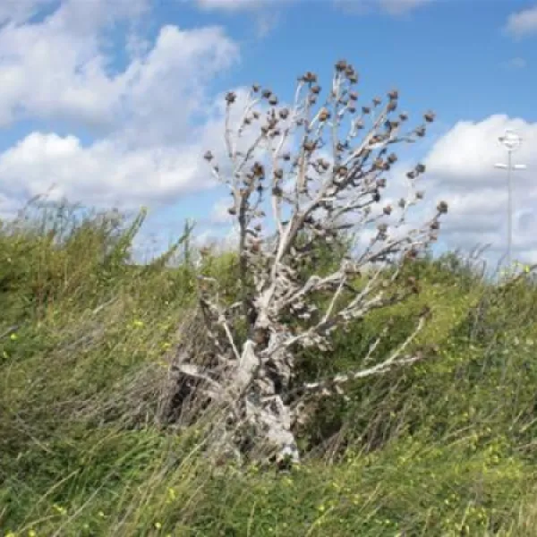 kennemer-duincamping-de-lakens-bloemendaal-aan-zee-p2vrn