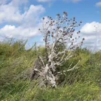 kennemer-duincamping-de-lakens-bloemendaal-aan-zee-p2vrn