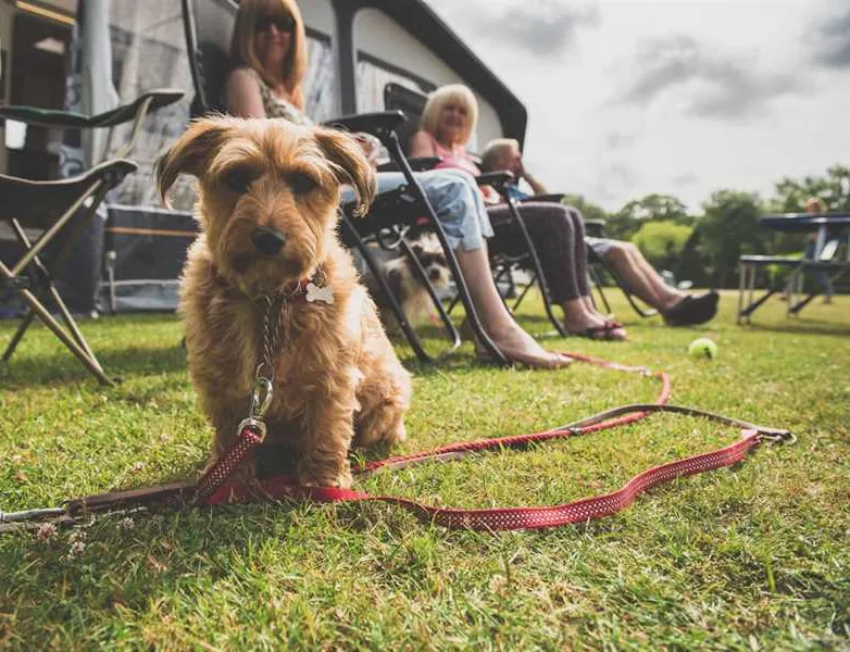 red-shoot-camping-park-ringwood-fzrev