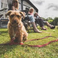 red-shoot-camping-park-ringwood-fzrev