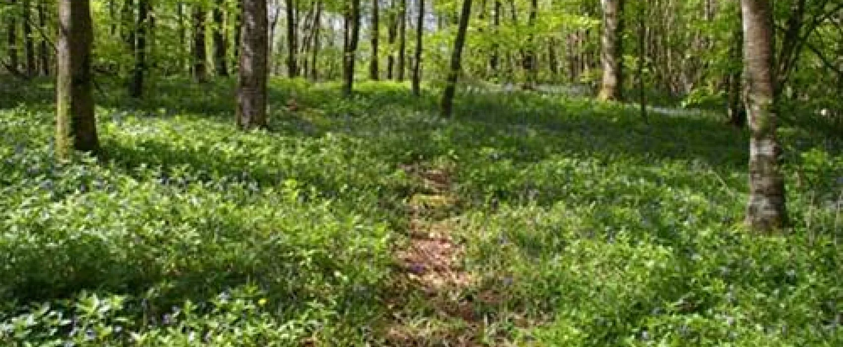 Whitehill Country Park