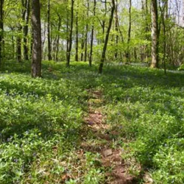 whitehill-country-park-paignton-mfrh0
